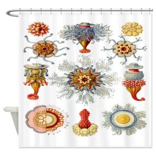  Ernst Haeckel Siphonophorae Print Shower Curtain  Use code FREECART at Checkout