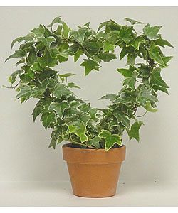 Variegated Ivy Heart In Clay Pot