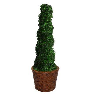 Laura Ashley 55 Tall Preserved Natural Spiral Boxwood Topiary In 17 Fiberstone Planter