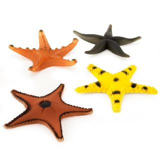 Assorted Starfish